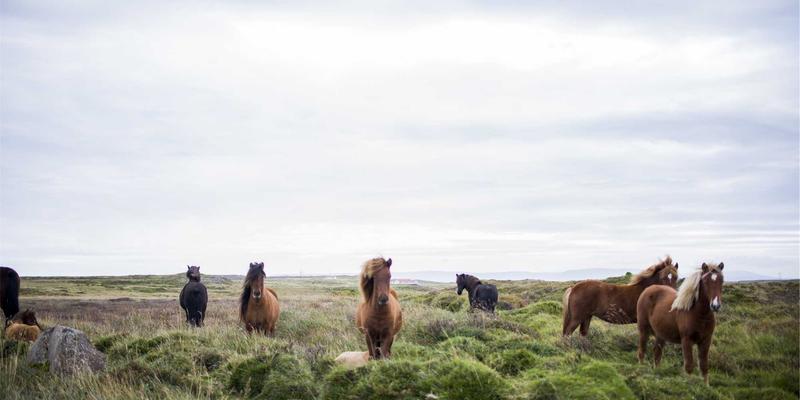 从电影节获奖影片看审美趋势：影评分享与电影社区热议的社会议题映射