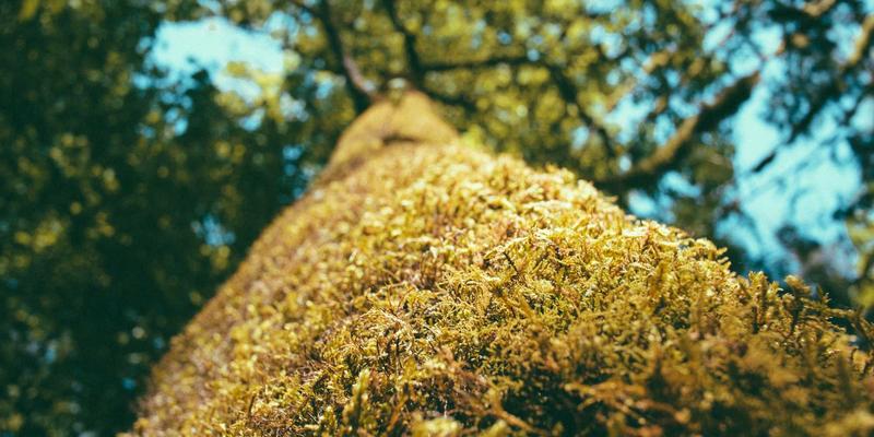 女性导演浪潮：从影院纯情到产业变革，电影社区热议的创作新纪元